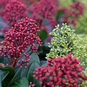 Skimmia japonica 'Double Diamond' (M)